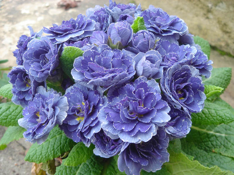 Primula 'Blue Sapphire' photo